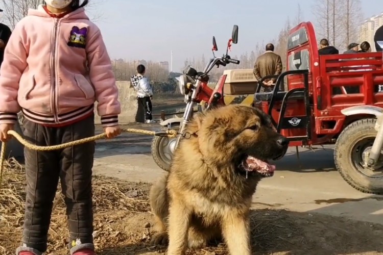 陕西：小伙集市溜猛犬小主人随意折腾也不闹小伙：两万都不卖