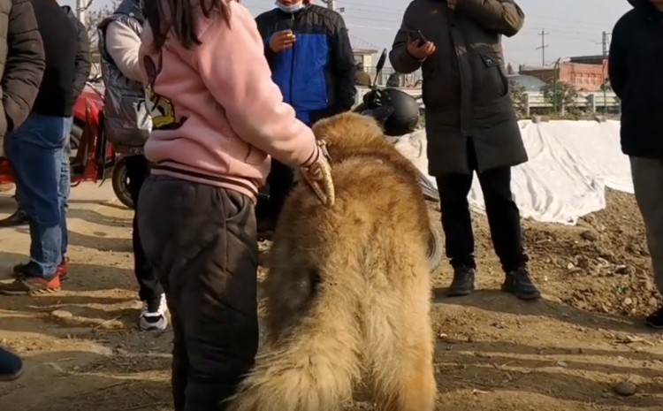 陕西：小伙集市溜猛犬小主人随意折腾也不闹小伙：两万都不卖