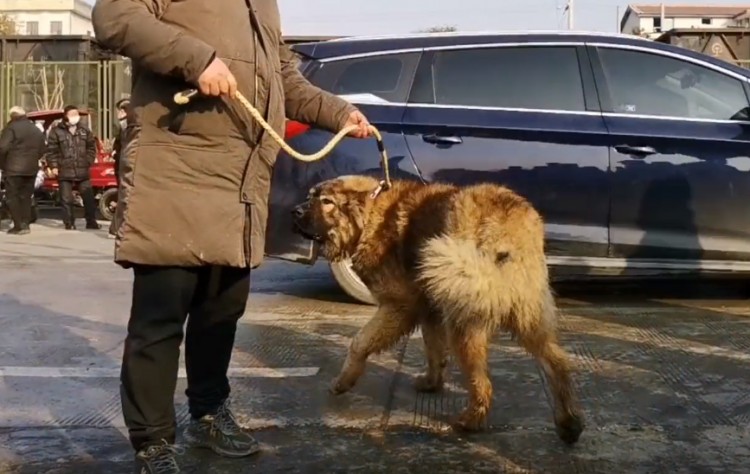 陕西：小伙集市溜猛犬小主人随意折腾也不闹小伙：两万都不卖