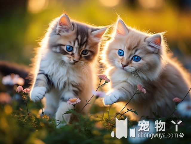 杭州猫柒精品猫舍：幼猫专售，这里的猫猫真的那么乖吗?