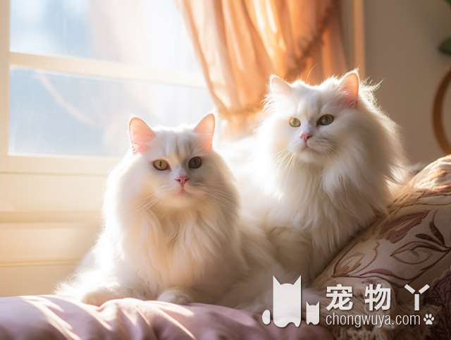 波斯猫与加菲猫的区别?